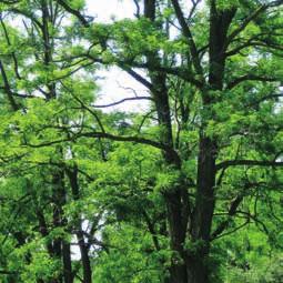 HALTBARKEIT: RESISTENZKLASSE I Europäisches Robinienholz hat eine sehr hohe natürliche Dauerhaftigkeit.