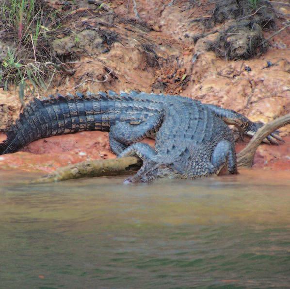 Die Leistenkrokodile (Crocodylus porosus) lassen sich am besten vom Boot aus