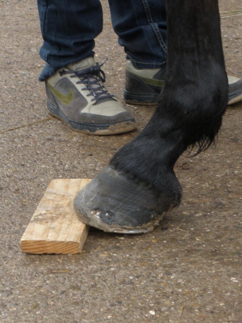 Zusätzliche Untersuchungen auf dem harten Boden und Provokationsproben: Das Pferd wird teilweise vom Tierarzt auch im Schritt in der Wendung begutachtet, eventuell auch bei der Ausführung von