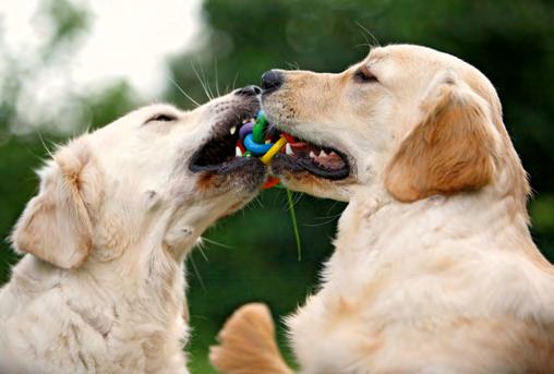 So lassen sich etliche Missverständnisse vermeiden, die die Harmonie im Zusammenleben trüben. Hunde sind eben Hunde und so handeln sie auch.