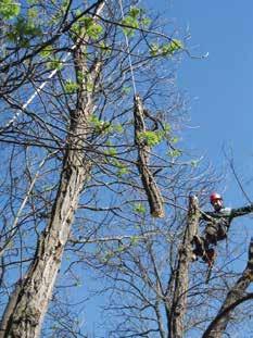 Baumpflege, Baumabtragung und Fällung Die Bedeutung der Baumpflege ist in den letzten Jahren durch die Anforderungen seitens der Verkehrssicherungspflicht und durch Baumschutzverordnungen enorm
