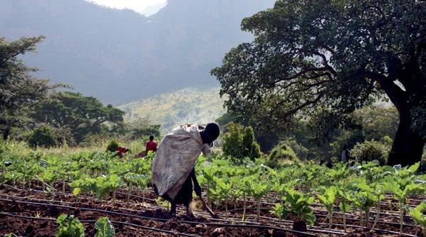 WFP/Ralf Südhoff Deutschland förderte außerdem WFP-Programme in Uganda, die es den Gemeinden ermöglichen, Gemüsegärten anzulegen und ihre Einkommen zu steigern.