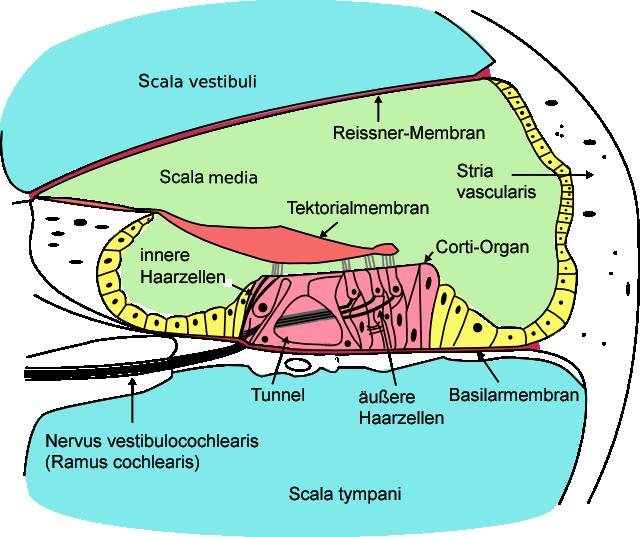 Abbildung 4: Schnitt durch eine Etage der Cochlea. (aus Wikipedia) Scala vestibuli und Scala tympani sind getrennt durch die Scala Media, deren Unterseite die Basilarmembran bildet.