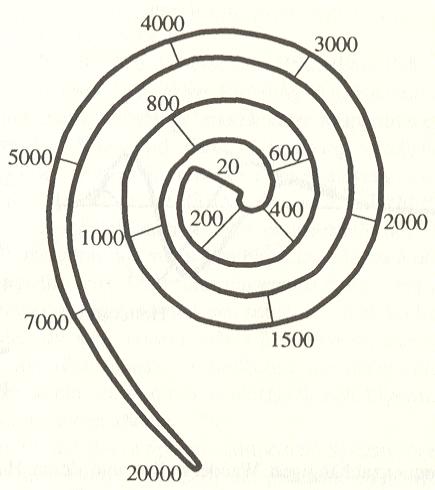 Abbildung 5: Tonotopie der Basilarmembran von