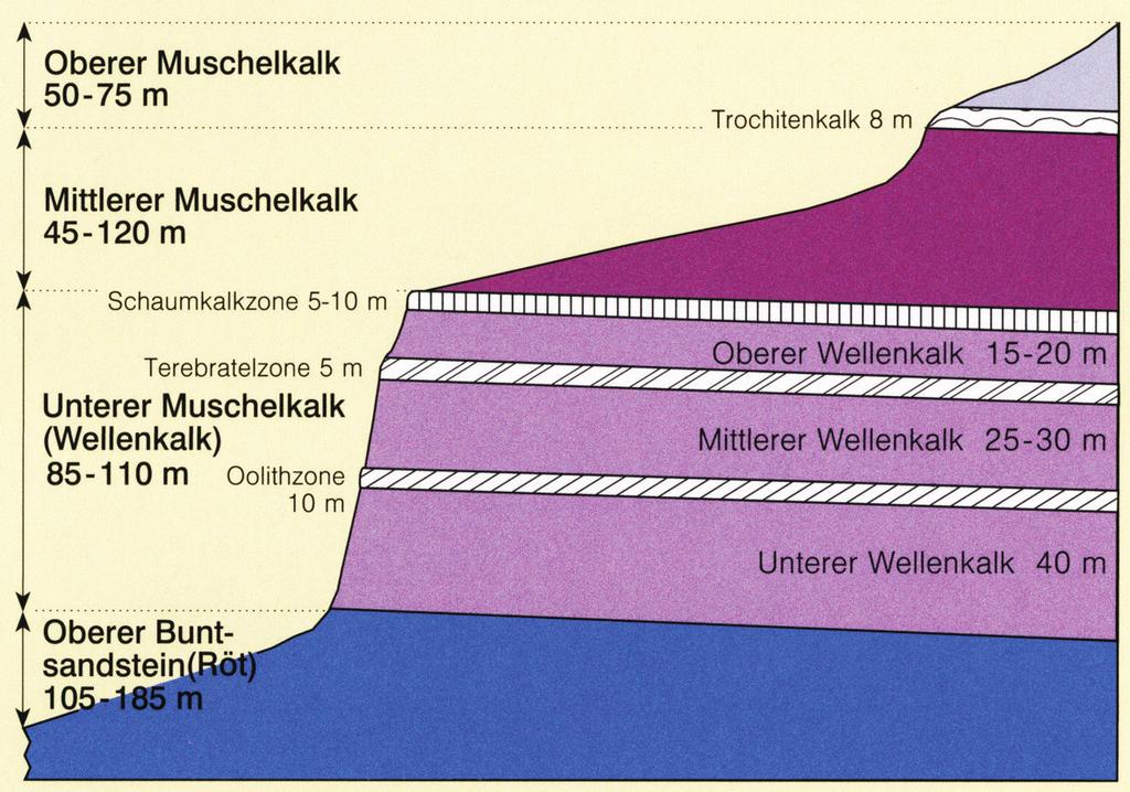 UNTERSUCHUNGSGEBIETE 31 Schaumkalkzone. Die Oberkante der Schaumkalkzone bildet die Grenze zwischen Unterem und Mittlerem Muschelkalk (Tab. 4.1).