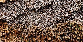 48 49 Siempelkamp von Ines Veckenstedt Siempelkamp kann Holz diese Aussage hat in der Holzwerkstoffindustrie Bestand. Einmal mehr belegen dies unsere Aktivitäten im Bereich Biomasse-Kraftwerke.