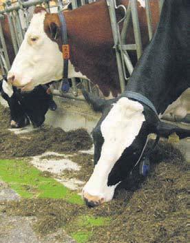 10 TIERPRODUKTION Der Bauer 13. Juli 2016 Milchviehfütterung unter Einfluss von Hitzestress Bei Temperaturen über 20 Grad Celsius und hoher Luftfeuchtigkeit beginnt für die Kuh der Hitzestress.