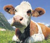 20 MARKT Der Bauer 13. Juli 2016 Schlachtrinder Grundsätzlich ist die Nachfrage nach Rindfleisch in den Sommermonaten leicht rückläufig. Urlaubsbedingt wandert die Nachfrage in die südlichen Regionen.