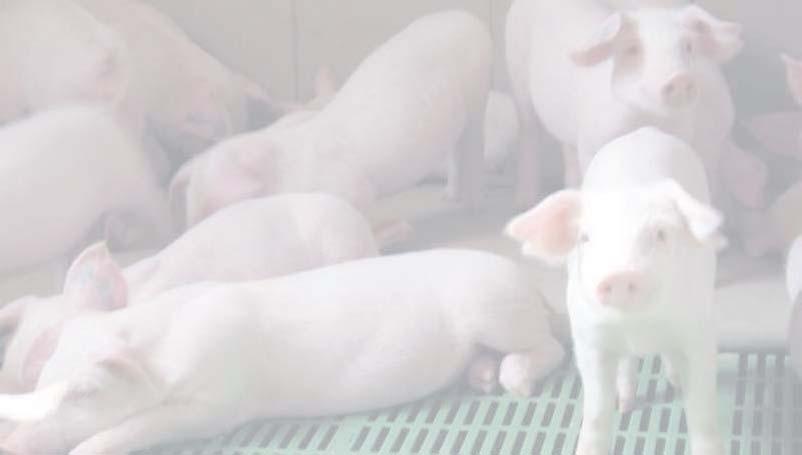 Bei anhaltend guten Marktbedingungen für Schweinefleisch, dürfte auch das aktuelle Ferkelpreisgefüge abgesichert sein. Der heimische Ferkelmarkt ist insgesamt gesehen gut geräumt.