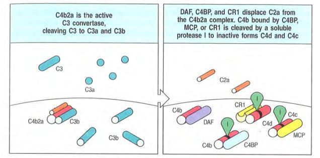 Regulierung der Komplementfaktoren - negativ Spaltung von C3b und C4b,