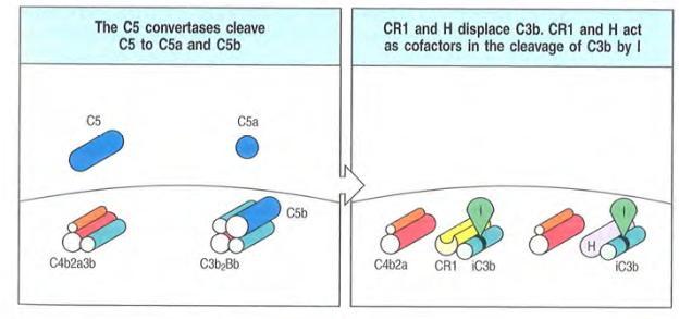 Co-Faktor (Plasmaproteine C4BP und Faktor H und Membranproteine CR1