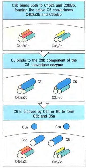 Der Membranangriffskomplex C5 Konvertase C5-Konvertase bindet C5 Spaltung in C5a und C5b C5b (keine kovalente Bindung an Oberfläche) leitet den