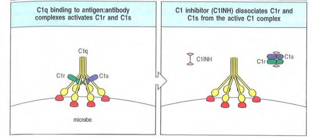 Regulierung der Komplementfaktoren - negativ Problem: unkontrollierte Aktivierung des Komplementsystems (klassisch und MBL) Kontrolle durch den C1-Inhibitor Klassisch: Bindung an C1r,C1s und