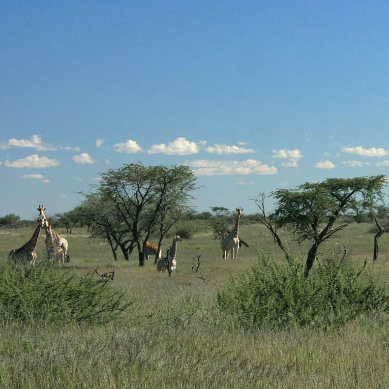 Kuzikus ist ein privates Naturschutzgebiet am Rande der Kalahari.