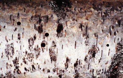 6 Massenbefall von Schwertwespen an Birkenholz in Vahrn In einem Privathaus in Vahrn (700 m) waren im Spätwinter /Frühjahr 2005 an Birkenprügeln, die dort zu Feuerungszwecken für Kamin und Bauernofen