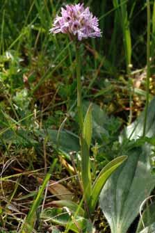18 Ophrys aurelia, Foto