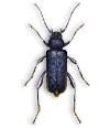 Scheibenbock: Fraßgänge Käfer: Verschiedene Farben 8-17mm Flache, längliche Form Glänzt