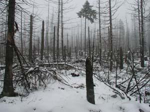 Frischholzinsekten: Frischholzinsekten befallen lebende und frisch geschlagene Bäume aber auch gelagertes Holz, welches noch genug Feuchtigkeit besitzt.