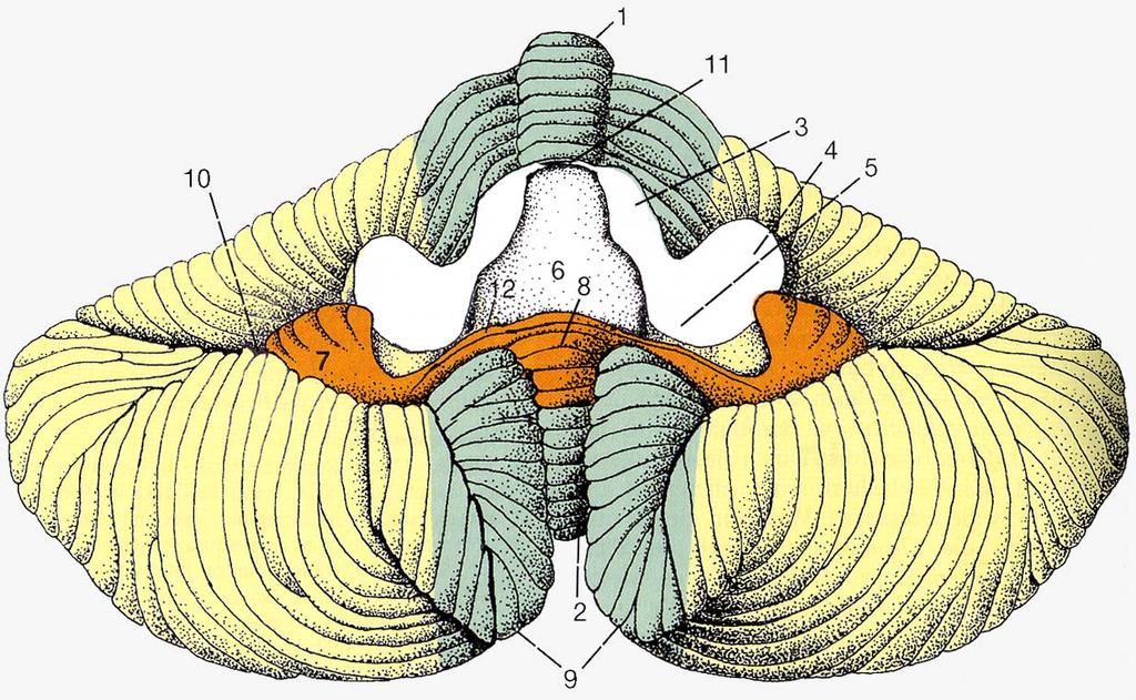 Abb. 3: Außenansicht des Kleinhirns von vorne. Vestibulocerebellum orange, Spinocerebellum grün, Pontocerebellum gelb.