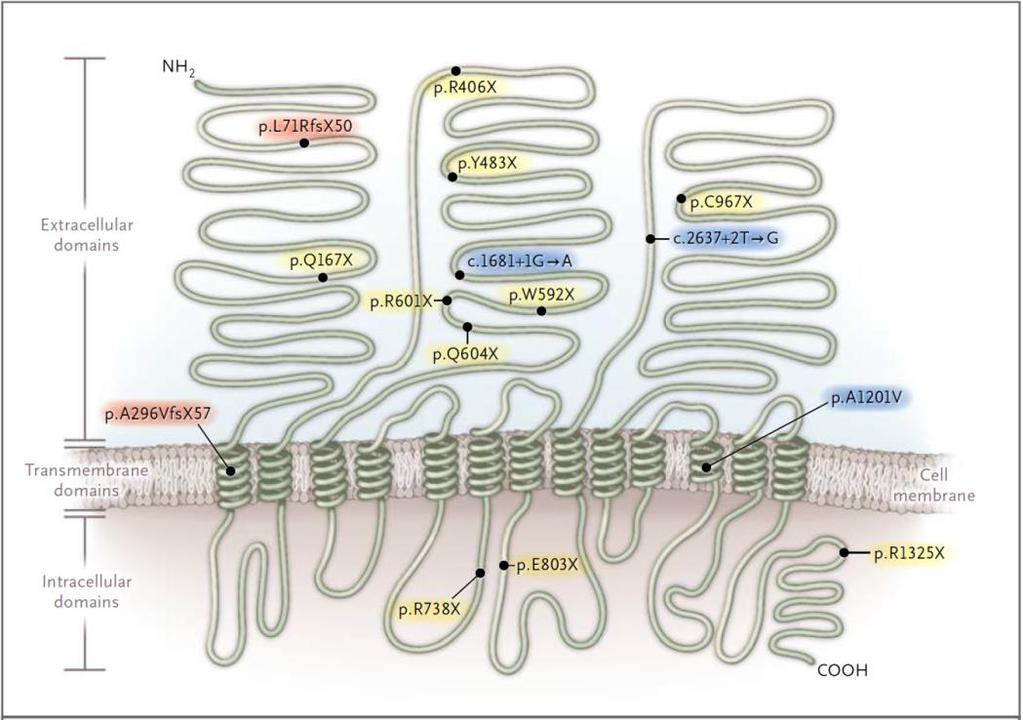 Genetisches Modell Ezetimib: Inaktivierende Mutationen im NPC1L1-Gen LDL-C Unterschied zwischen Mutationsträgern und Nicht-Trägern Mittelwert p-wert 12 mg/dl 0,04 Die inaktivierende Mutation von