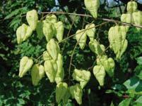 Der Blasenbaum (Koelreuteria paniculata), oder auch Blasenesche genannt, ist eine Pflanzenart in der Familie der Seifenbaumgewächse.