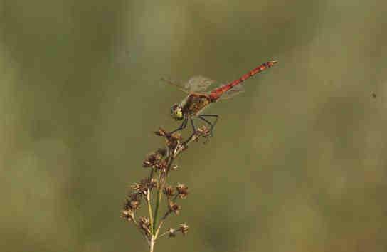 Libellen Unter den 21 beobachteten Libellenarten befinden sich lediglich 3 Vertreter der Roten Liste.