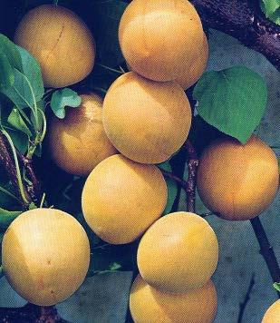 Anfang Juli,  Julien Sungiant (Goldrich) große, ovale, hoch gebaute Früchte.Fruchtfleisch: aromatisch.