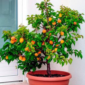 Julien A, Mirabolan Vitillo Frucht: groß, rund, intensiv orange gefärbt, sonnenseits rötlich ausgesprochen feines Aroma excellente Aprikosensorte Unterlage: