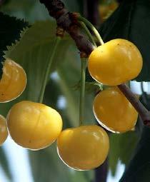 Juli Unterlage: Prunus avium, Prunus mahaleb Santa Lucia Giorgia Süßkirsche, groß, intensiv, dunkelrote, dicke, glänzende Schale, rot-weißes, festes