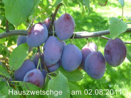 , gut steinlösend,mittelfrühe Sorte, auch für rauere Lagen geeignet, Tafelfrucht und Marmeladen- Herstellung, für Privatgärten geeignet,