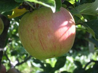 Fruchtfleisch mit würzig-fruchtigem, fein säuerlichem Aroma, Reifezeit: E. August A.