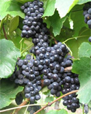 Sortiment Weinreben für Höhenlagen geeignet Alphonse Lavallee große,
