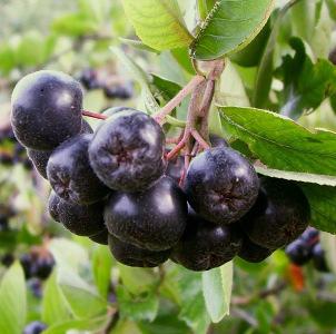 Sortiment Beerenobst Apfelbeere - Aronia melanocarpa Höhe:3,00m,sonnig-halbschattig Blüte:weiss Frucht:violett-schwarze,wachsartig bereifte