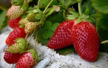 Spalier sehr robust, sonnig-halbschattig, frosthart Erdbeere 'Elan' Blüte:weiß,Frucht: glänzend rot, groß, zuckersüß, saftig, hoher vitamin