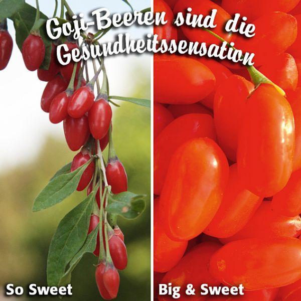 Goji-Beere - Lycium barbarum Höhe:circa 3m, Frucht: kleine, ovale Beeren mit orangeroter Färbung,