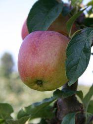 saftiges Fruchtfleisch, wohlschmeckendes Aroma, Reifezeit: , guter Tafelapfel, sehr gut lagerfähig Unterlage:MM106 Red Spur (Hy Early / Red