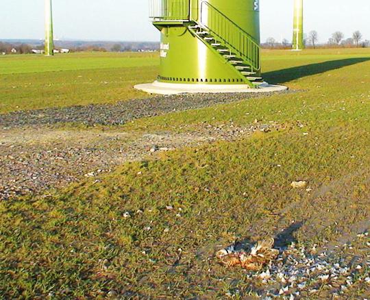 Abbildung 6: Reste eines toten Rotmilans Milvus milvus unter einer WEA im Windpark Ostbüren, Kreis Unna, NRW (6. März 2011, J. Brune).