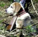 Wir brauchten nun einen im Wald gut hör- und sichtbaren Hund, also spurlaut/ fährtenlaut und mit einer Fellfarbe, die ihn gut sichtbar macht und vom Wild