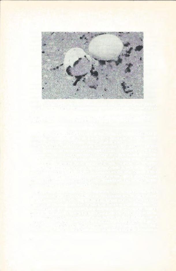 Abb. 1. Frisch geschlüpfter Phrynops (Mesoclemmys) gibbus. Carapax-Länge 43,0 mm; Gewicht 10 g. Paramaribo (Surinam), 17. II. 1972, 17.30 h; das Tier noch in der Eischale.