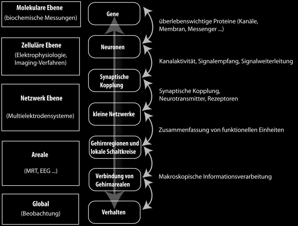 2 Grundlagen der Neurobiologie 2.