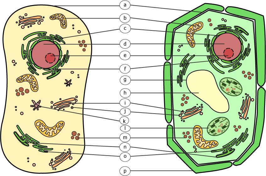 B301 CYTOLOGIE: Tier- & Pflanzenzelle 1. Vergleichen Sie die hier dargestellten Strukturen.