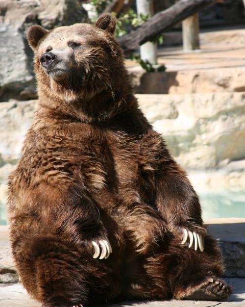 Die Perlengeschichte Diesmal Der waren Fussgängerstreifen die Zürcher eine Nasenlänge voraus! http://www.bing.