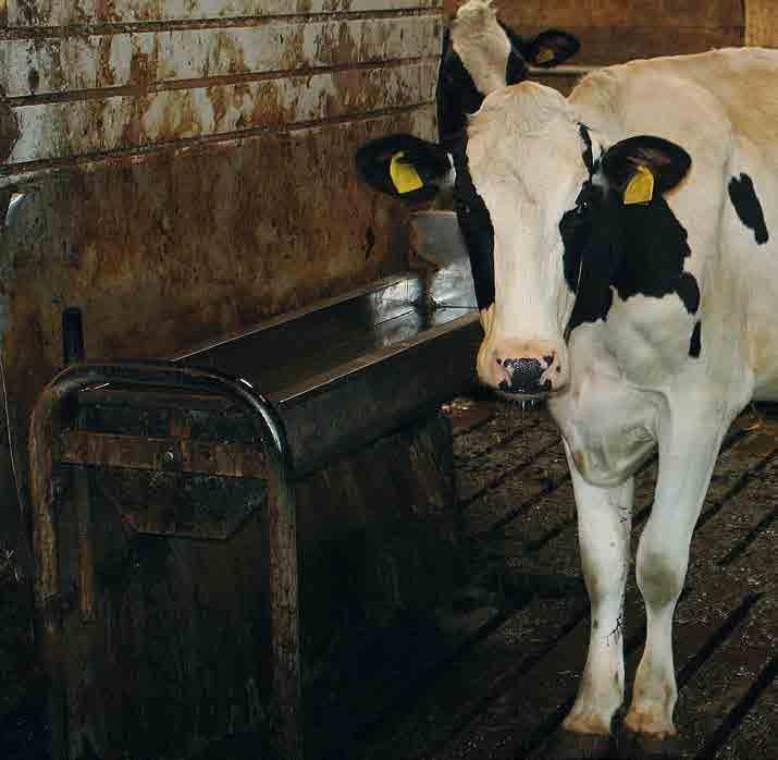 14 Das Leben als Milchkuh in der intensiven Landwirtschaft Immer mehr Kühe werden das ganze Jahr über im Stall gehalten. Sie kommen nie auf die Weide, obwohl sie dort am liebsten sind.