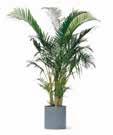. / pcs.. / pcs. Ficus / Ficus 50 cm Lorbeersäule Bay Laurel 20 + 60 cm Fächerpalme Fan Palm 60 cm. / pcs.. / pcs.. / pcs. Mietpflanzen / rental plants KATEGORIE CATEGORY B Mietpreis per.