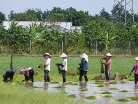 Abb.6: Einsetzen der Schösslinge (Nassreis) Quelle: CARO REINECKE Mit ca. 80% der weltweiten Ernteerträge stellt der Anbau von Nassreis (lowland rice) die häufigste Anbauform dar.