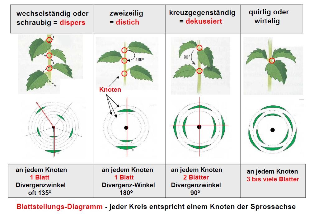 Bildquelle: Foliensatz zur Vorlesung: