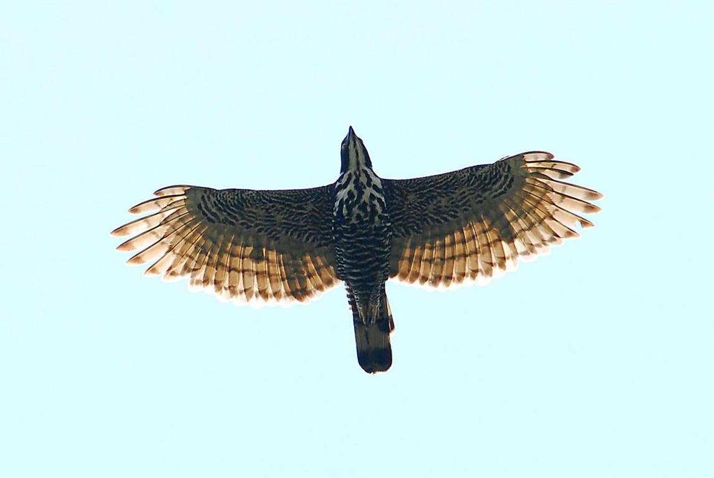 023* Blyth s Hawk Eagle (Traueradler) Spizaetus alboniger 24.04.: 2 (1M 1W; u. a. Balzflug) Panti FR; 1 auf Strecke Kuala Kubu Bharu Fraser s Hill; 14.05.: 1 CH (Brinchang).