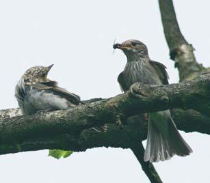 Wissenswertes aus der Vogelwelt 22 In Deutschland brüten vier Arten aus der Familie der Fliegenschnäpper. In Teil 2 stellen wir heute Grau-, Zwerg- und Halsbandschnäpper vor.