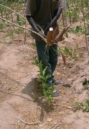Heilende Pflanzen vor unserer Haustür Maniok (Manihot esculenta) ist eine tropische Pflanze und in weiten Teilen der Welt ein wichtiges Grundnahrungsmittel.