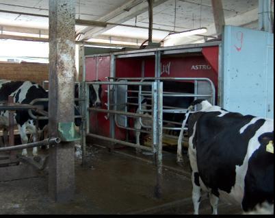 Tierproduktion Milchproduzierende Betrieb Anzahl